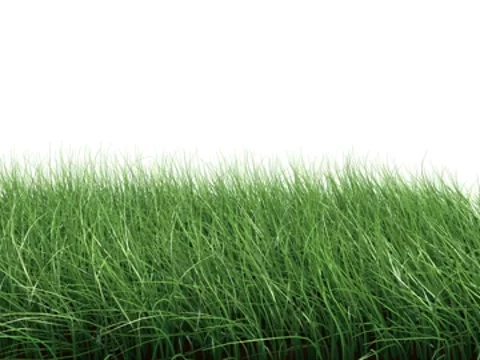 Green grass moving in the wind 스톡 동영상 7138720