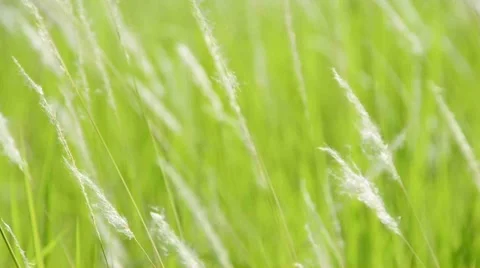 Green grass moving in the wind Stock Footage 42334398
