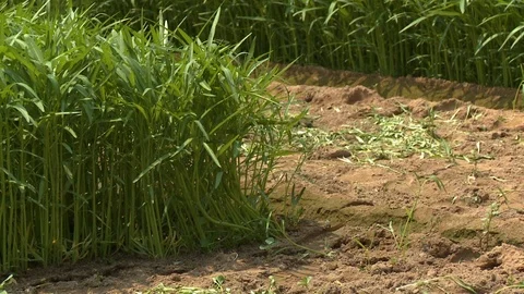 Green grass moving in the wind Stock Footage 115150897