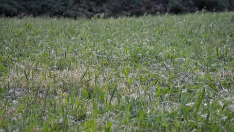 Green grass moving by the wind Stock Footage 153035674