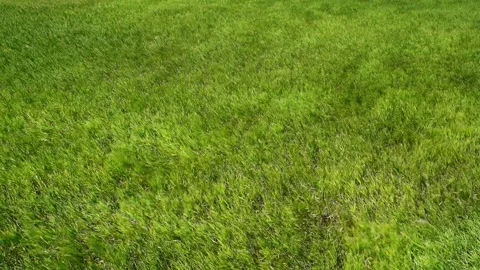 Green grass moving in the wind Stock Footage 229401863