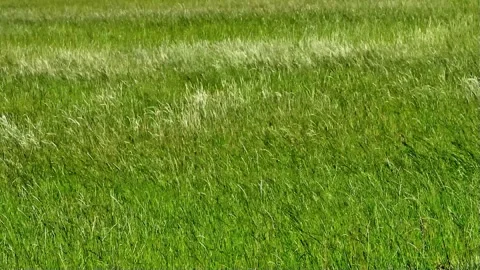 Green grass moving in the wind Stock Footage 247439039