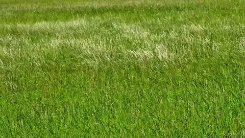 Green grass moving in the wind Stock Footage 247466203