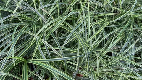 Green grass moving on the wind Stock-Footage 249382844