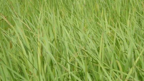 Green grass moving in the wind Stock Footage 307557689