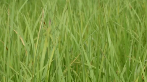 Green grass moving in the wind Stock Footage 307557693