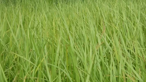 Green grass moving in the wind Stock Footage 307557706