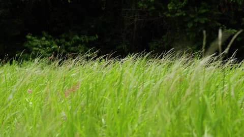 Green Grass Moving in Wind with Forest Background Stock-Footage 337832697