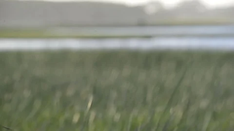 Green grass moving in wind on lake landscape Stock Footage 79022735