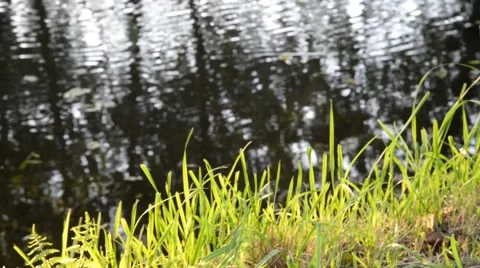 Green grass moving in the wind on river. Video stock 48782319