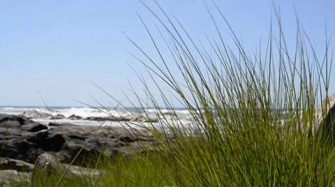 Green grass moving in the wind on rocky beach Video stock 48729594