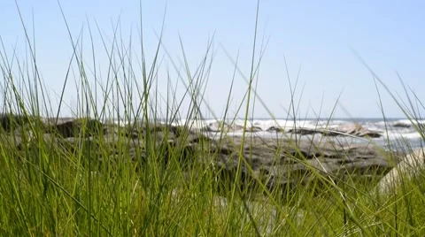 Green grass moving in the wind on rocky beach Stock Footage 48729618