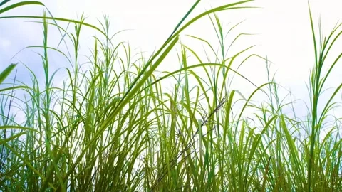 Green grass moving in the wind under the sky Video stock 280837657