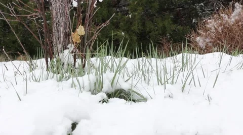 Green Grass Mtn Snow Stock Footage 61897584