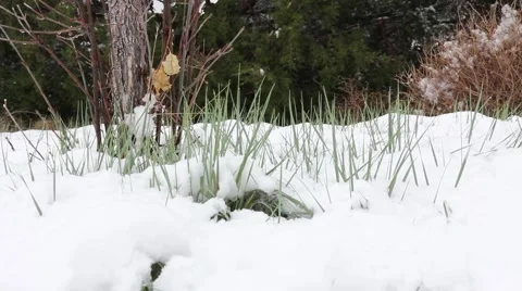 Green Grass Mtn Snow Racks Stock Footage 61897574