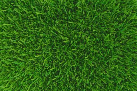 Green grass. natural background texture. Stock Illustration