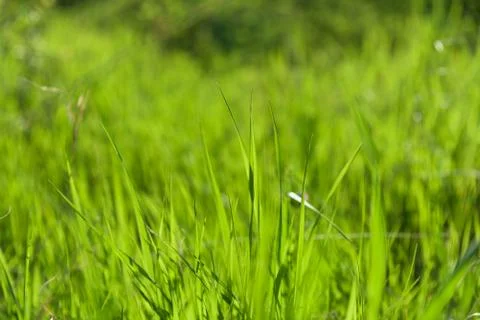Green grass natural background texture. Stock Photos
