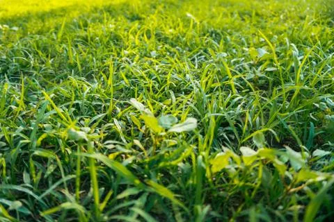 Green grass natural background texture lawn for the background Stock Photos