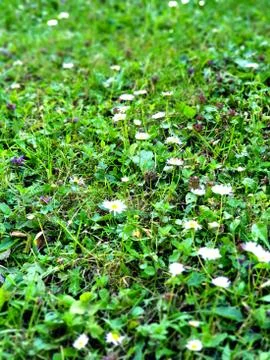 Green grass natural background texture. Wild white chamomile background. Wild Stock Photos