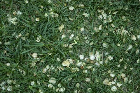 Green grass natural background texture. Stock Photos