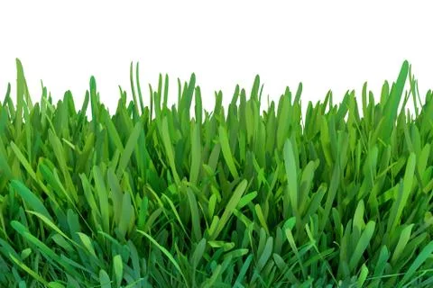 Green grass. Natural grass texture background. Meadow. Spring, summer season 스톡 일러스트
