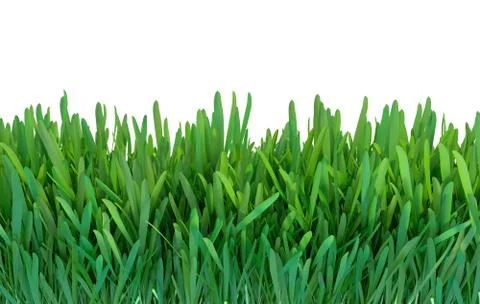 Green grass. Natural grass texture pattern background. Meadow. Spring, summer 스톡 일러스트