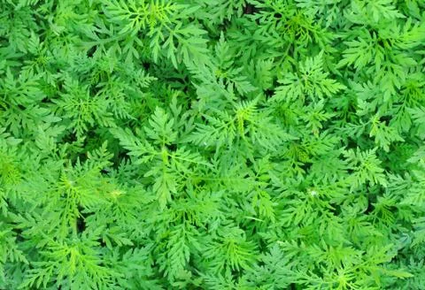 Green grass nature background Фото