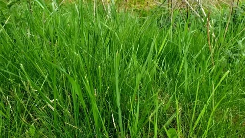 Green grass in nature Stock Footage 242285380