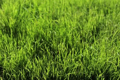 Green grass in the nature Stock Photos