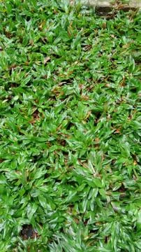 Green grass nature view Stock Photos