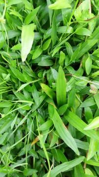 Green grass nature view Stock Photos