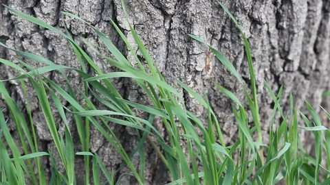 Green grass near the bark of tree in the wind. Stock Footage 106807909