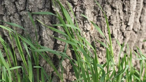 Green grass near the bark of tree in the wind. Stock Footage 106807934