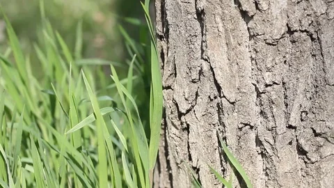 Green grass near the bark of tree in the wind. Stock Footage 106807948