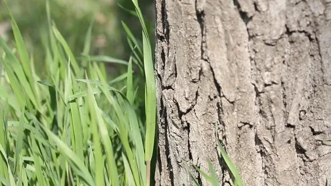 Green grass near the bark of tree in the wind. Stock Footage 106807965