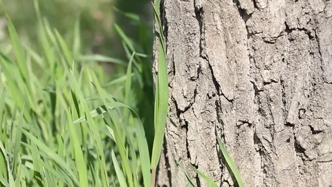 Green grass near the bark of tree in the wind. Stock Footage 106807971