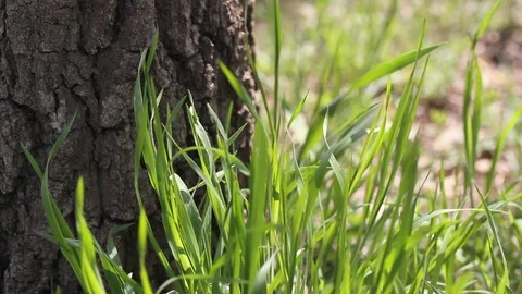 Green grass near the bark of tree in the wind. Stock Footage 106808019