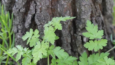 Green grass near the bark of tree in the wind. Stock Footage 106808041