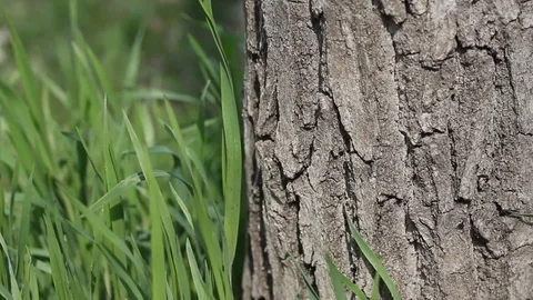 Green grass near the bark of tree in the wind. Stock Footage 106808048