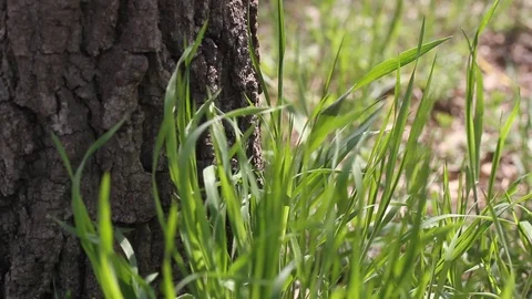 Green grass near the bark of tree in the wind. Stock Footage 106808073
