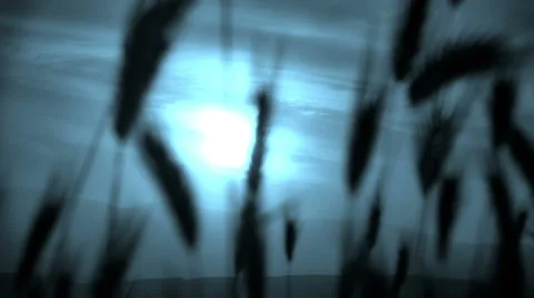 Green grass night moon Vídeo Stock 50589525
