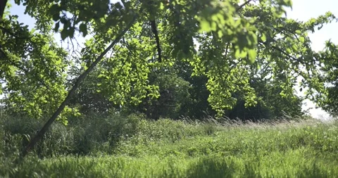 Green grass, old tree, leaves swaying in the wind, sunshine, part 3 Stock Footage 253511767