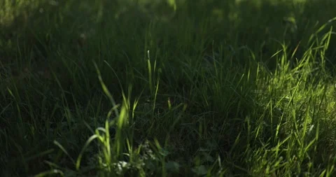 Green grass, old tree, leaves swaying in the wind, sunshine, part 1 Stock Footage 253512372