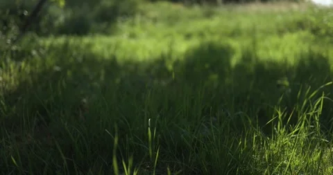 Green grass, old tree, leaves swaying in the wind, sunshine, part 2 Stock Footage 253512685