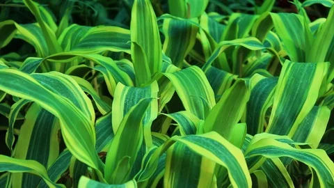 Green Grass or Nature Vídeo Stock 107762923