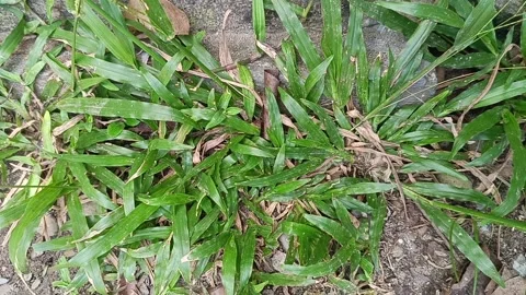 Green grass outside building, suitable for real estate marketing, landscaping de Video stock 333708633
