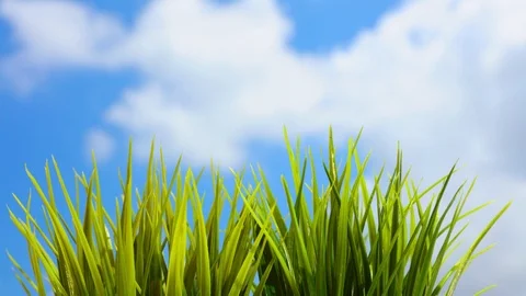 Green grass over sky background. Full HD Video Stock Footage 88541004