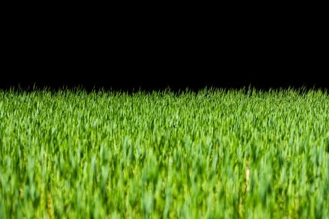 Green grass overlay for website header background border copy space. Stock Photos