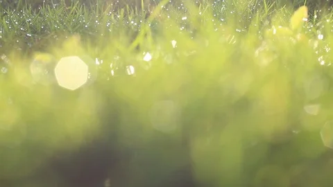 Green grass overlays with a bokeh background or blur effect. A blurry background Stock Footage 113424997