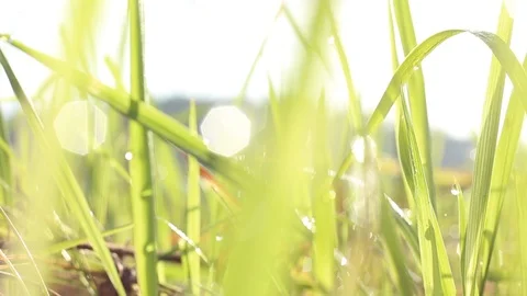 Green grass overlays with a bokeh background or blur effect. A blurry background Stock Footage 113471476